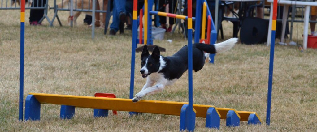 Every-Kingdom Border Collie - Orval