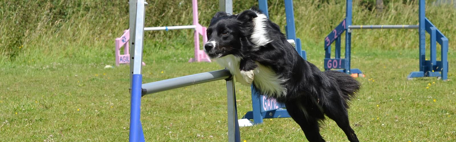 Every Kingdom - Border Collie