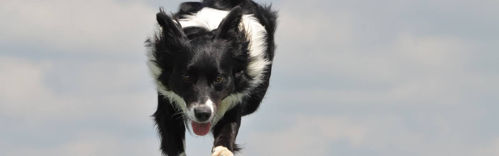 Every Kingdom - Border Collie