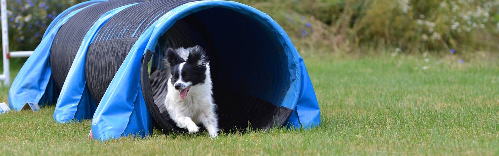 Every Kingdom - Border Collie