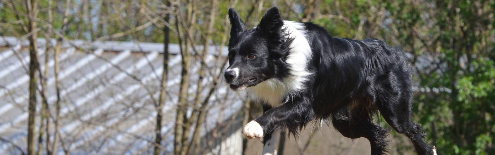 Every Kingdom - Border Collie